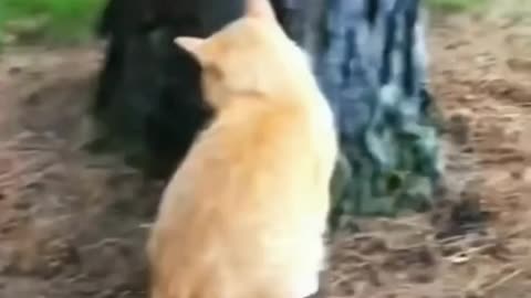 The cat is having a great time with the dog