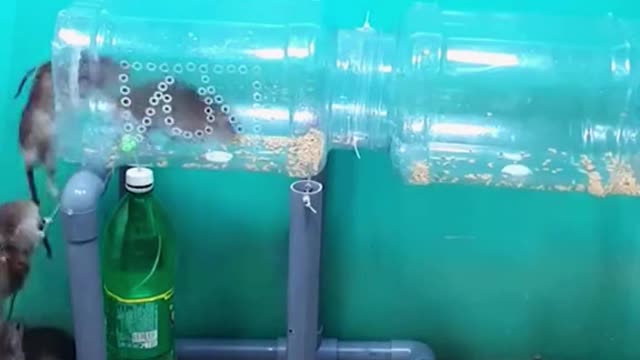 Incredibly creative trap to catch rodents