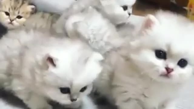 Los Gaticos Mas Lindos