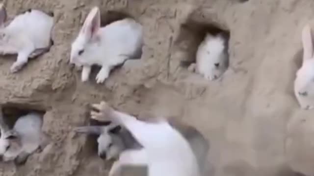 Funny animals