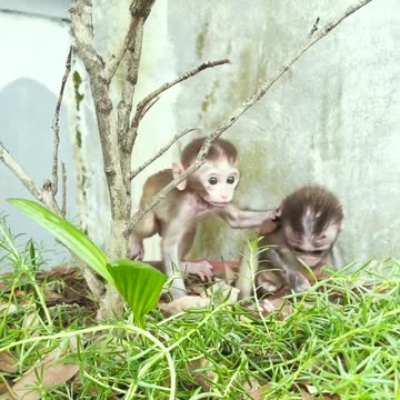 Amazing animals are fluttering.Two baby monkeys playing in the flower meadow#1