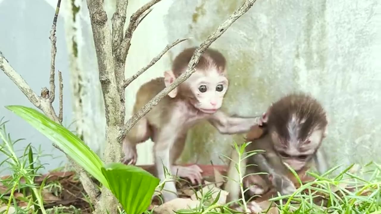 Amazing animals are fluttering.Two baby monkeys playing in the flower meadow#1