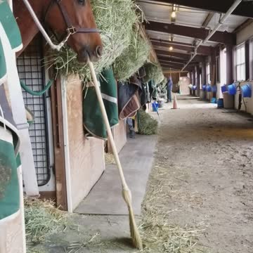 Horses Uses Broom To Sweep Hay Into His Stall