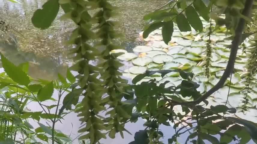 The fruit of the willow tree is not edible