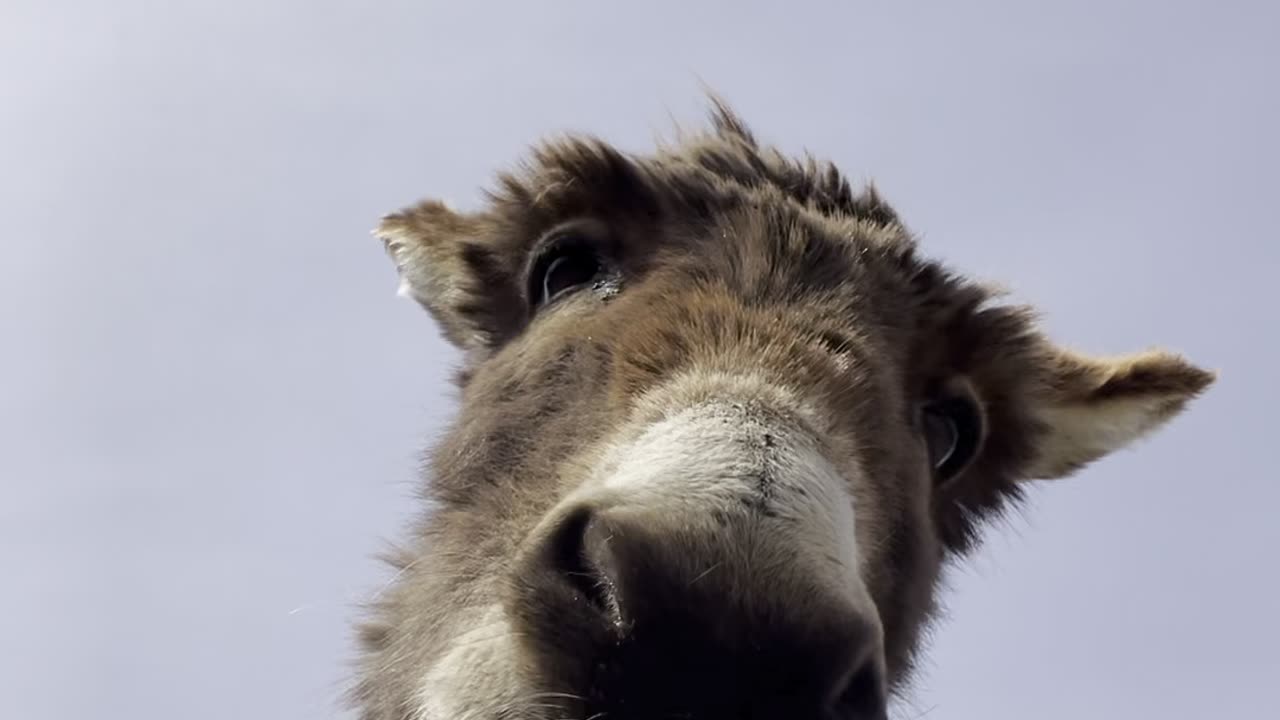 Lovely Donkey