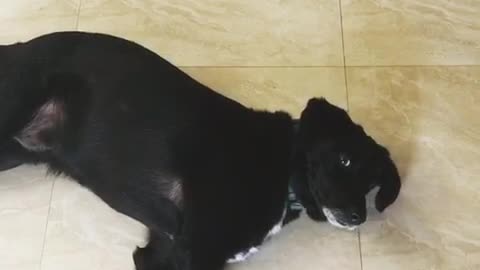 Black dog playing dead when owner shoots it