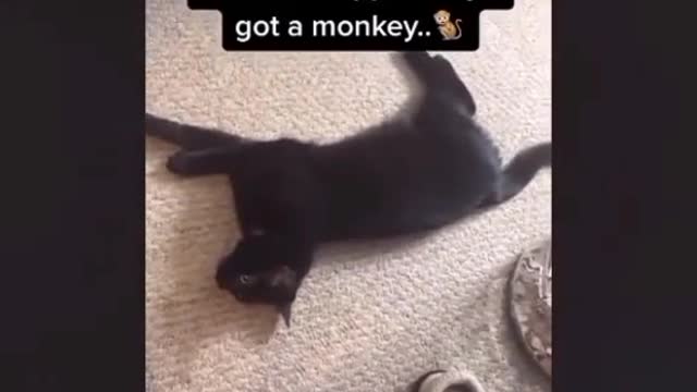 battling cats with another cat