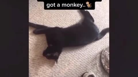 battling cats with another cat