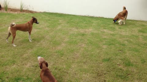 Dogs playing and running