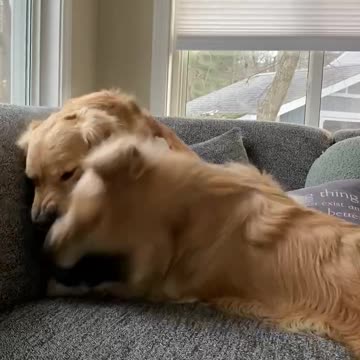 Rough housing with two golden retrievers