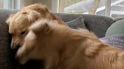 Rough housing with two golden retrievers