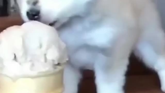 Adorable puppy with ice cream