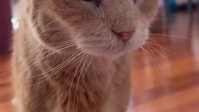 Nice video for a cat if you are a fan of cats