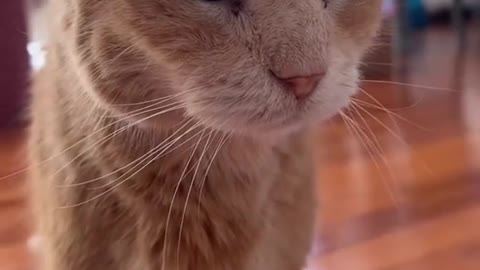 Nice video for a cat if you are a fan of cats