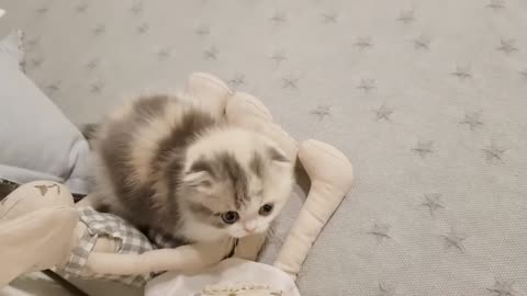 cats playing cutest video ever