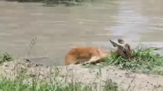 A deer escapes from the crocodile to be captured by a tiger!