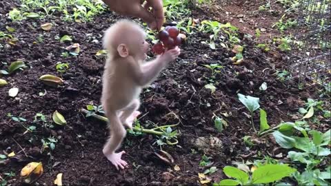 *WATCH* This baby Monkey eating a fruit <3