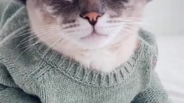 Cat video compilation.so cute funny 🐈 video