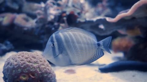 🐟🐠 fish