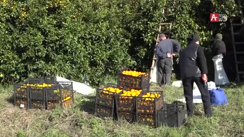 Экспорт цитрусовых из Абхазии