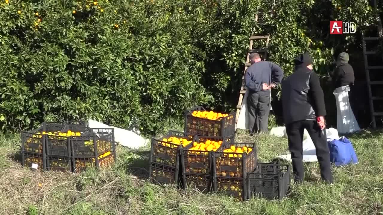 Экспорт цитрусовых из Абхазии