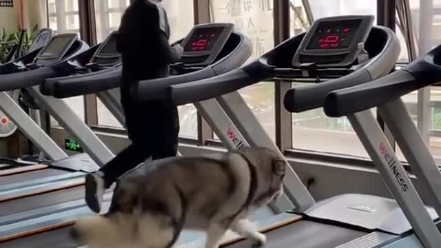 Dog exercise