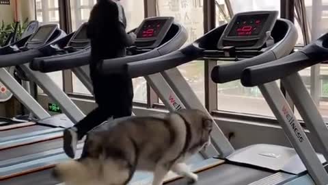 Dog exercise