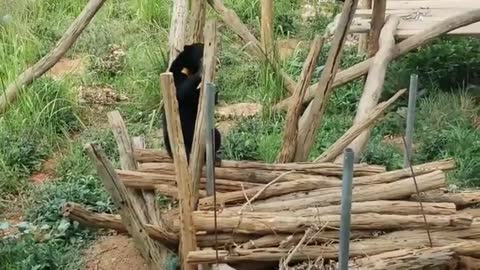 Sun Bears in sanctuary - Free The Bears Charity.
