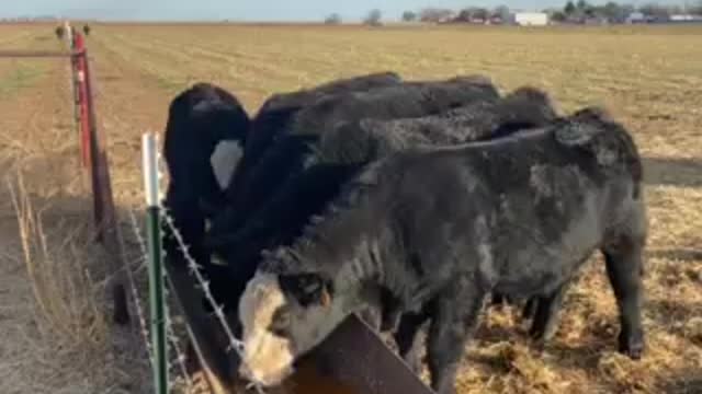 Yearling bulls