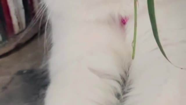 Cat video beautiful anima cats