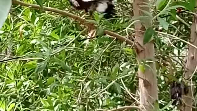 myna soaking feather