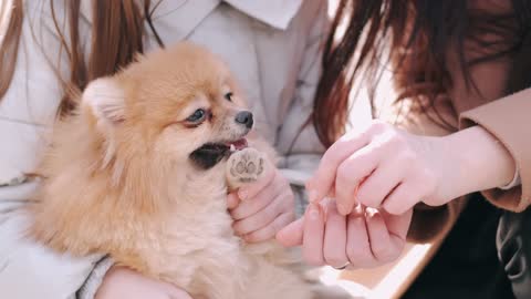 People Playing With The Dogs