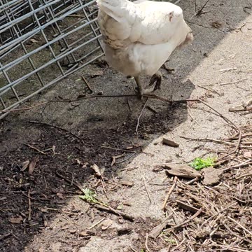 OMC! A moment with adorable Whitey!