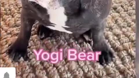 funny Dogs and Cats