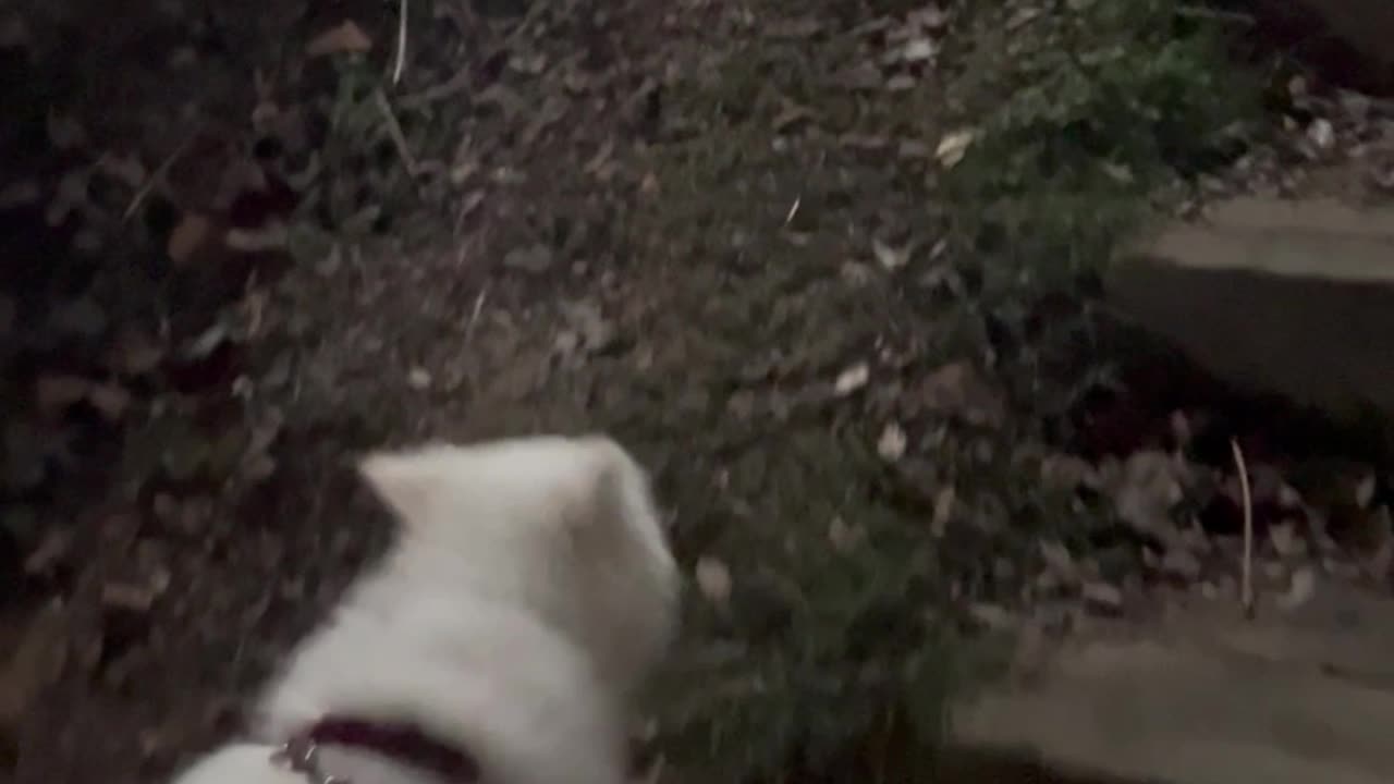 13 year old dog climbing uphill