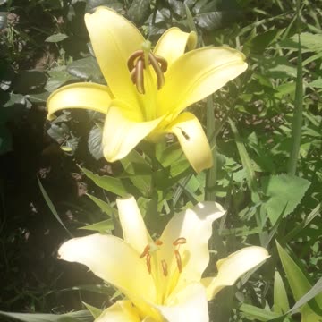 Lilies in summer