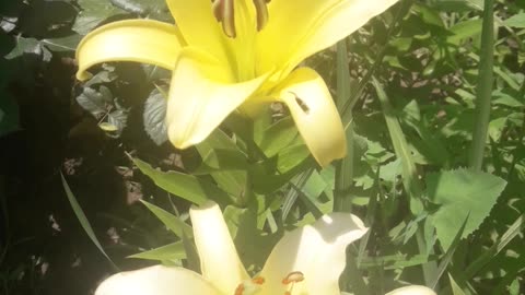 Lilies in summer