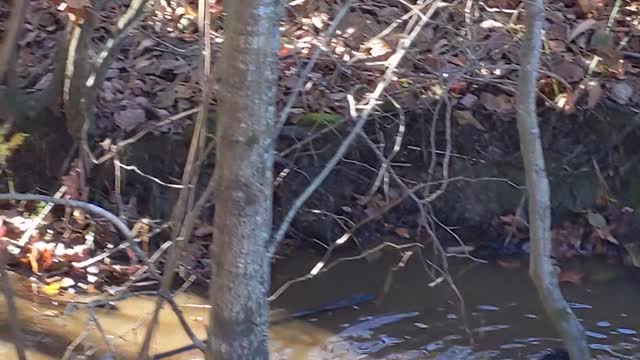 Rouen Ducks Enjoying Near Creek