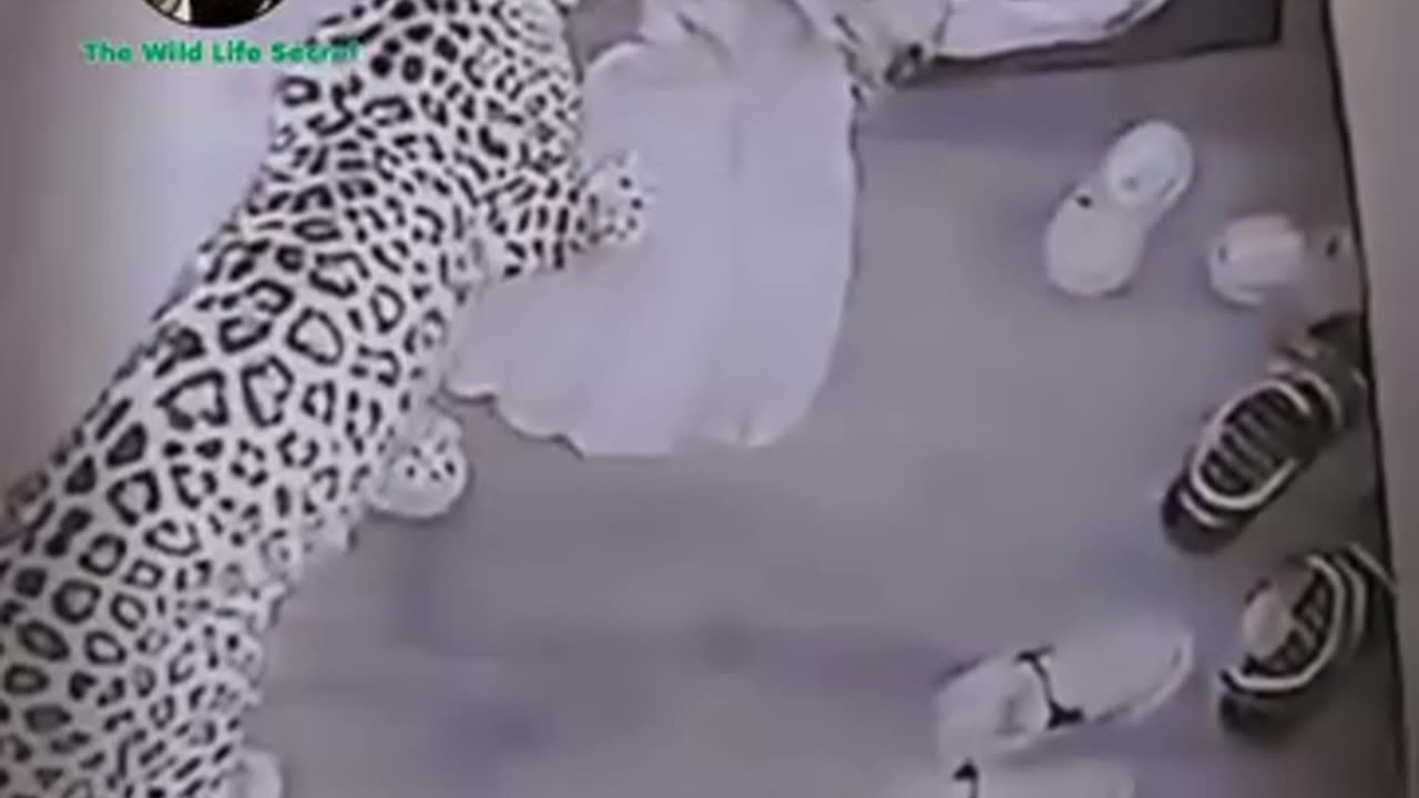 Leopard kill dogs