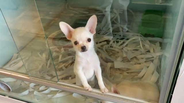 Two Cute Chihuahua Puppies, Two pets dog infatuated with new kitten best friend