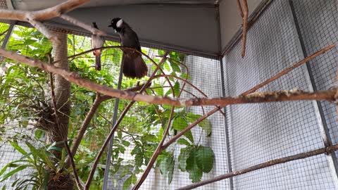 The birds salute and bounce