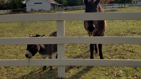 Friendly Horses