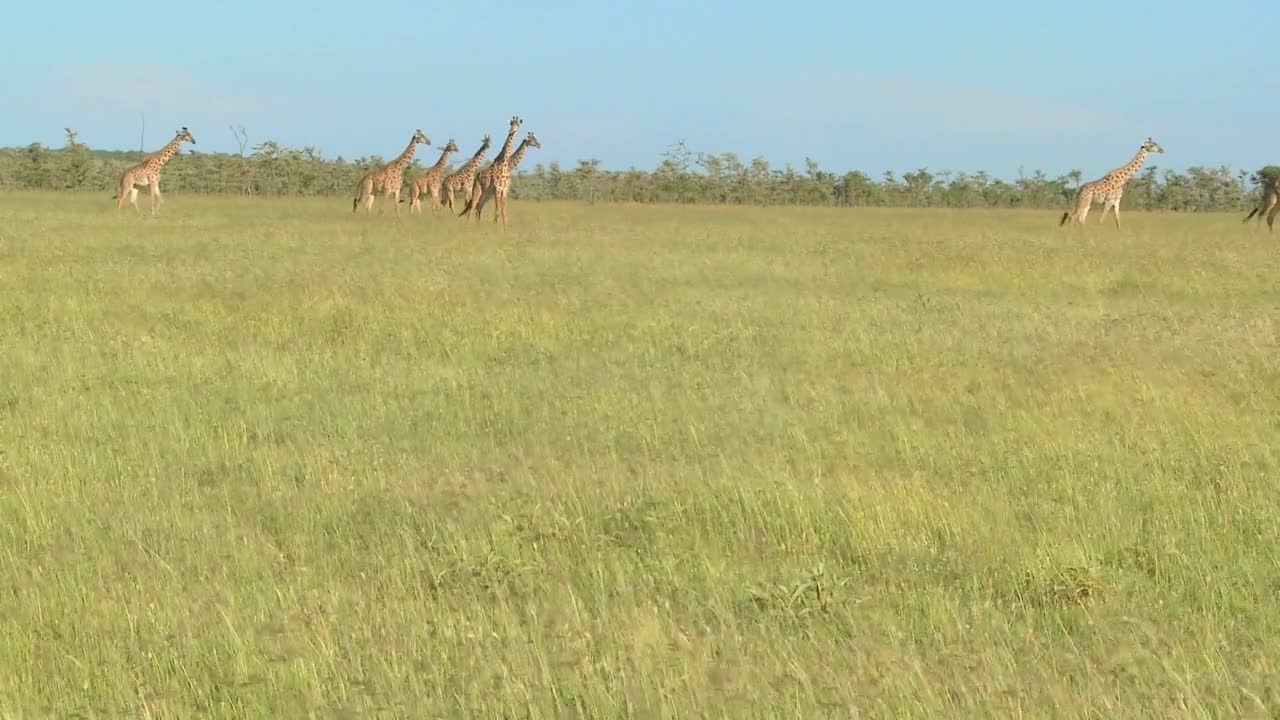 Giraffes cross a golden savannah of grass in Africa