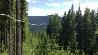 Crop Circles in the NW forests