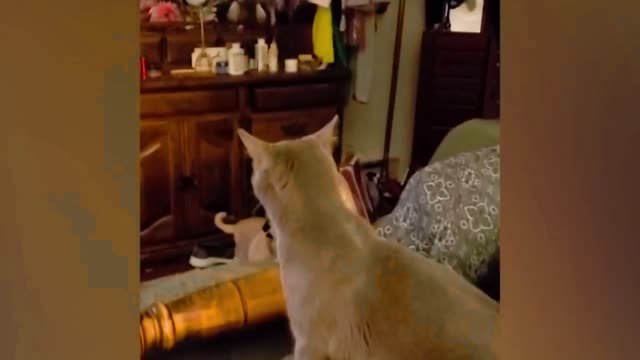 Try Not To Laugh | Funniest Cat Videos Ever| Funny Animal Videos #7