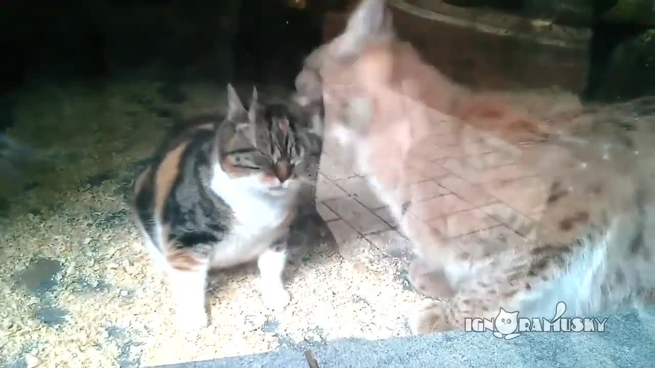 Een kat valt in de lynx kooi. De videobeelden zijn verbazingwekkend.