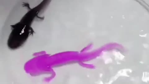 Is this possible | Fish changes it's color #shorts #amazing