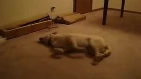 funny dog runs in the dream