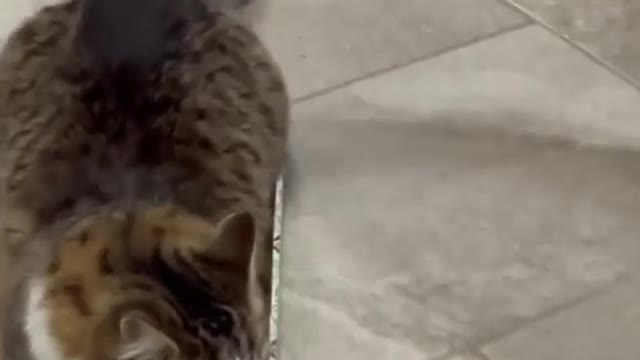 Tiny Kitten Follows A Couple A Kilometer Into Their Car | The Dodo Cat Crazy