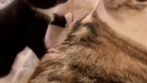 cute cat video